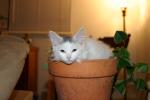 Random Pics..Your Z, other toys, kids, girlfriend, wife, your self....-spike-in-pot.jpg