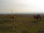 Random Pics..Your Z, other toys, kids, girlfriend, wife, your self....-camels1.jpg