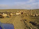 Random Pics..Your Z, other toys, kids, girlfriend, wife, your self....-sheep-azer.jpg