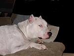 my "lil" house dog being lazy tonight...lol-duke-being-a-lil-lazy-001.jpg