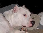 my "lil" house dog being lazy tonight...lol-duke-being-a-lil-lazy-002.jpg