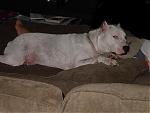 my "lil" house dog being lazy tonight...lol-duke-being-a-lil-lazy-003.jpg