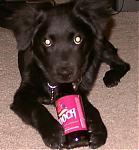 Random Pics..Your Z, other toys, kids, girlfriend, wife, your self....-winnie.jpg