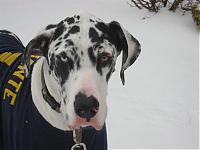 Possible snow tomorrow, are you ready?-snow-043-medium-.jpg