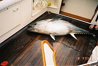 ***Official Mid-A Fishing Pics***-oc-tuna.jpg