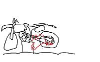 Third attempt to steal my dirt bike...-hahaha.jpg