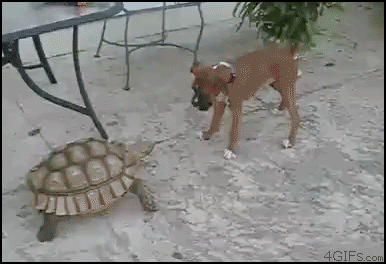 Name:  damn_turtle.gif
Views: 23
Size:  1.95 MB