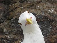 New Z owner-bird-head-ofl_39504_600x450.jpg