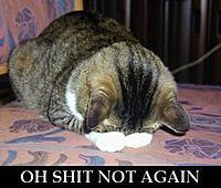 How fast have u GONE with ur NISMO!!!-not_again_cat.jpg