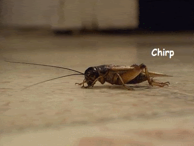 Name:  crickets.gif
Views: 17
Size:  598.5 KB