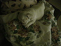 Let me introduce you to Max-dsc02196.jpg
