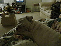 Let me introduce you to Max-dsc02198.jpg