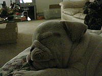 Let me introduce you to Max-dsc02200.jpg