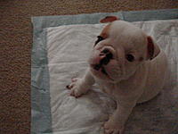Let me introduce you to Max-dsc02205.jpg