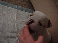 Let me introduce you to Max-dsc02202.jpg