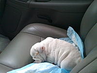 Let me introduce you to Max-024.jpg