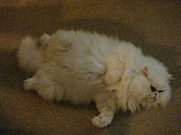 Let me introduce you to Max-dsc02177.jpg