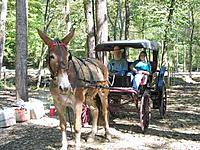 Nissan BBQ / Dyno Day-mule_carriage_web.jpg