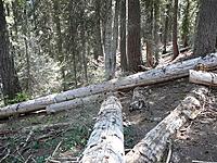 Northwest Photography Thread!-hike-055-medium-.jpg