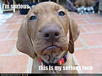 Considering Selling Nismo....Anyone interested????-loldogs-funny-dog-pictures-im-seriousthis-is-my-serious-face.jpg