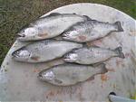 Fisherman in the Bay, Whatcha caught-parkway042206-9lbs.jpg