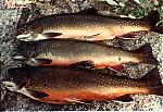 Fisherman in the Bay, Whatcha caught-photos-fishing-12a.jpg