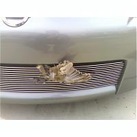 Billet Vs. Supercharger-dead-bird.jpg