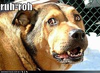 Norcal Newbies (Introduce yourself here)!!-ruh-roh.jpg