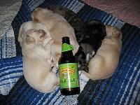Local Puppies Need Homes-114_1481.jpg