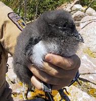San Jose Grand Prix-puffin-chick.jpg