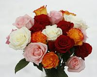 Canon EOS Rebel XTI DSLR (Body only)-fredas-flowers-very-small.jpg