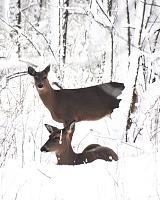 Canon EOS Rebel XTI DSLR (Body only)-2-deer-lightened-very-small.jpg