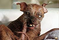 F- the fealer going ballz deep!-one_ugly_dog.jpg