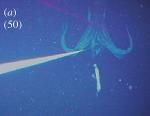 Random chitchat to prevent thread jacking-squid1.jpg