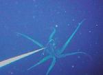 Random chitchat to prevent thread jacking-squid2.jpg