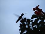Miscellaneous Photography Thread-hummingbirdsmall.jpg