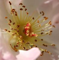 Digital camera help-img_3079_crop.jpg