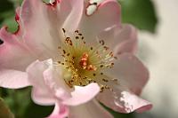 Digital camera help-img_3079_fullreduced.jpg