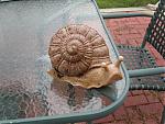 Photoshop request-snail-003.jpg
