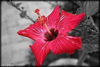 Photoshop (Learning)-bw-flower1.jpg
