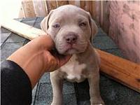 BLUE NOSE PUPPIES (2 left)-getattachment.aspx.jpg
