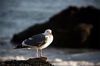 Tamron 70-300mm VC f/4.0-5.6 for Canon-birdfb.jpg