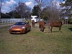 303 Horses-303_horses.jpg