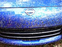 Lovebug season (Florida)-pic2.jpg