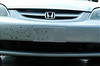 Orlando Z owners-bug-removal-2.jpg