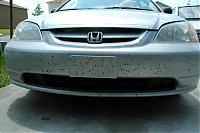 Lovebug season (Florida)-bug-removal1.jpg