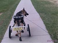 Our Dog's new wheels!-sophie.jpg