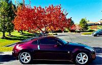 Colorado 350Z Fall Mountain Drive- 9/25/04-fall-colors.jpg