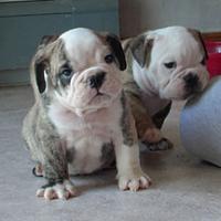 Bulldog pups looking for AZ home-azhousepups.jpg