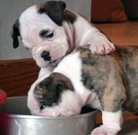 Bulldog pups looking for AZ home-lunchtime.jpg